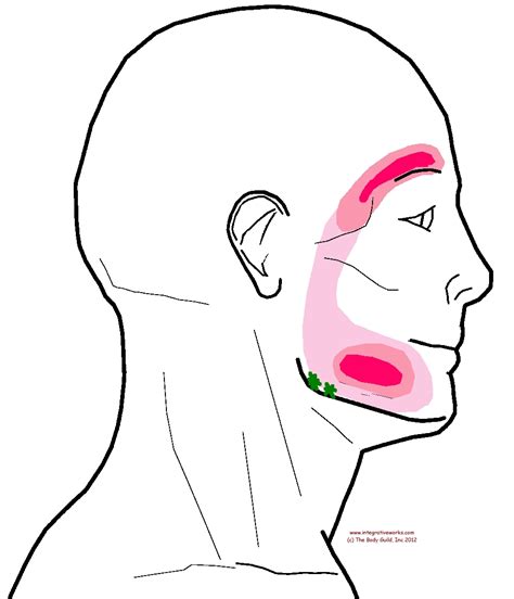 Trigger Points Headache In The Eyebrow Integrative Works