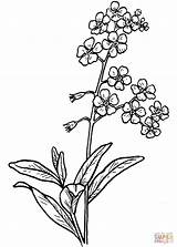 Forget Flower Drawing Coloring Clipart Pages Larkspur Drawings Flowers Line Tattoo Myosotis Sketch Vergissmeinnicht Tattoos Nots Google Wilted Transparent Minimalist sketch template