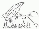 Coloring Pages Dolphins Island Blue Adults Kids Privacy Policy sketch template