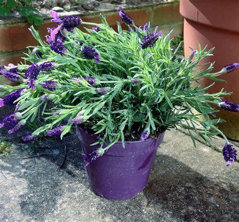 grow lavender growing lavender  pots lavender plant care