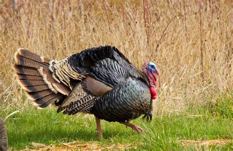 your guide to hunting wild turkey fooyoh entertainment