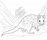 Quoll Coloring Eastern Pages Printable Categories sketch template