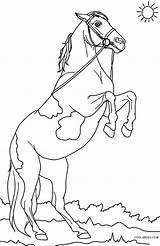 Pferde Ausmalbilder Ausdrucken Malvorlagen Cool2bkids sketch template