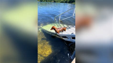 Dachshund Who Loves Swimming Enjoys A Skinny Dip Every Morning