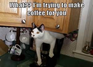Image result for cat and coffee meme