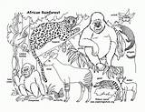 Coloring Rainforest Animals Pages African Printable Animal Ecosystem Jungle Forest Habitat Tropical Drawing Food Chain Color Amazon Colouring Habitats Rain sketch template