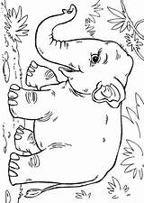 Coloring Elefante Elefant Olifant Elefanten Malvorlage Kleurplaat Jungle Aziatische Ausmalbild Asiatischer Asiatico Schoolplaten Colorare Malvorlagen Elephants Dschungel sketch template