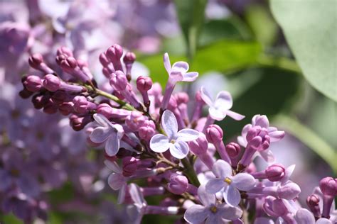 lilac flowers starting  bloom picture  photograph