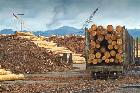 logging study reveals huge hidden emissions   forestry industry