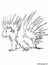 Porcupine Coloring Pages Printable Color Interesting Funny Book Kids Getcolorings Results 1coloring sketch template