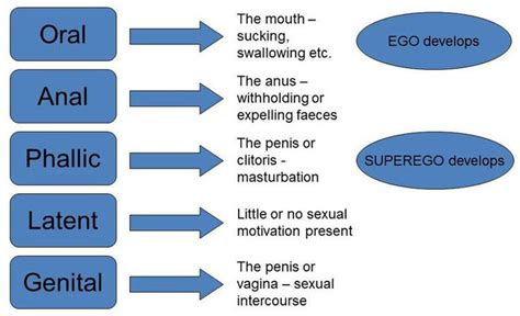 frueds psychosexual development freud theory developmental psychology psychology notes