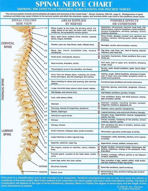 Chiropractic Spinal Nerve Chart Nerve Function Chart Porn Sex Picture