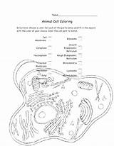 Cell Coloring Animal Pages Biology Plant Worksheet Bacteria Diagram Drawing Color Cytoplasm Labels Key Cycle Membrane Getdrawings Label Labeling Answer sketch template