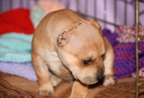 thug    slice  ear  girlfriends puppy