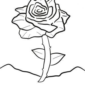 rose coloring pages coloring  kids   coloring pages rose
