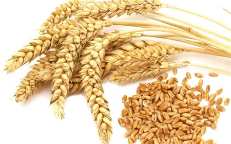 grain  grain   wheat