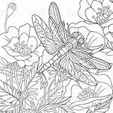 Coloring Dragonfly Zentangle Pages Adult Flowers Insect Adults Cartoon Stylized Flower Drawn Poppy Stress Anti Book Vector Hand Dragonflies Color sketch template