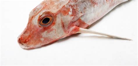 verse vis kopen vishandel averbiest biedt  alle vissoorten