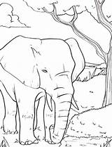 Coloring Elephant African Pages Roaring Baby Animal Amazing sketch template