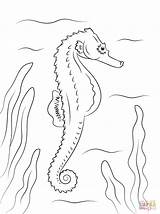 Seahorse Coloring Pages Realistic Adult Drawing Printable Outline Horse Supercoloring Ocean Color Fish Choose Board Creatures Kids sketch template