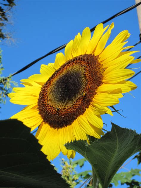 sunflower simply rurban