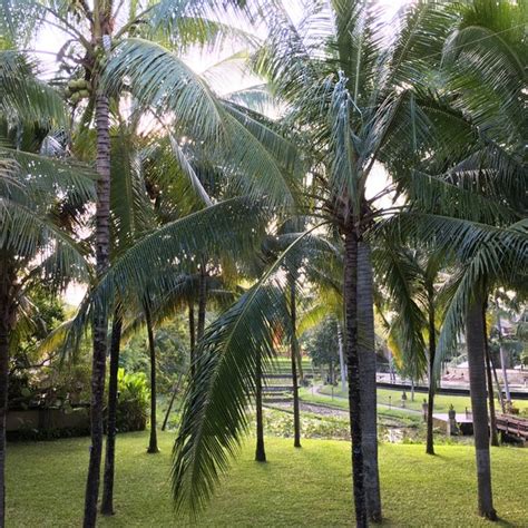 ubud village resort  spa  tips   visitors