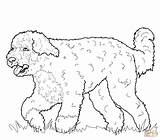 Coloring Dog Pages Water Portuguese Printable Dachshund Pinscher Sharpei Hound Miniature Basset Drawing Supercoloring Dogs Color Chow Drawings Newfoundland Kids sketch template