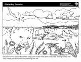Coloring Sheets Sheet Park National Glacier Sea Bears Environments Water Nps River Bay Life Service Jays Gulls Lions sketch template
