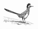Roadrunner Bird Drawings Clip Clipart Greater Coloring Runner Drawing Sketch Mexico Pages Birds State Pencil Mexican Quail Clipground Tattoo Prints sketch template