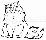Fluffy Cat Drawing Getdrawings sketch template