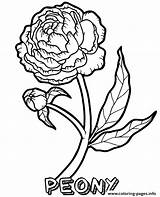 Peony Peonies Topcoloringpages Blooming sketch template