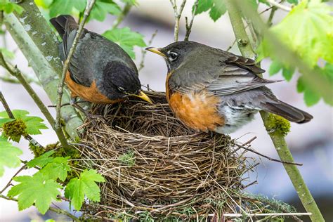 youve  hosted  nesting robins    audubon