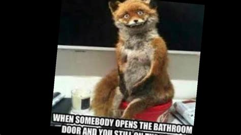 animal meme fox emaan eastwood