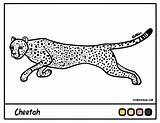 Coloring Pages Caracal Comments Library Clipart Line sketch template