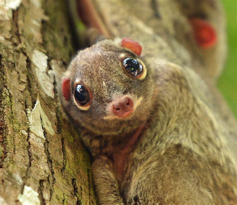 top  de animales mas raros del mundo mascotas taringa