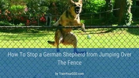How To Stop My German Shepherd Jumping Over The Fence Trainyourgsd