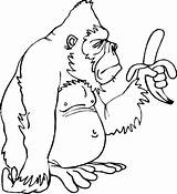 Gorilla Coloring Pages Silverback Banana Only Clipart Printable Getcolorings Color Print Getdrawings sketch template