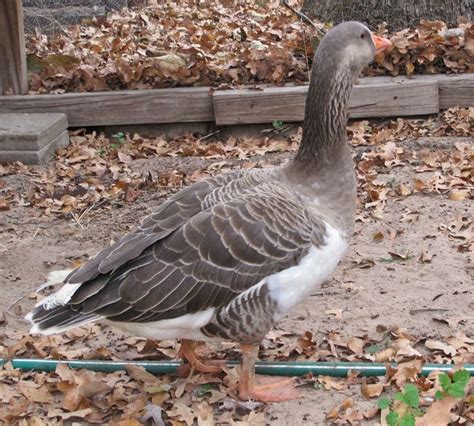 oregon mini geese belted auto sexing goose my mini geese pinterest oregon and minis