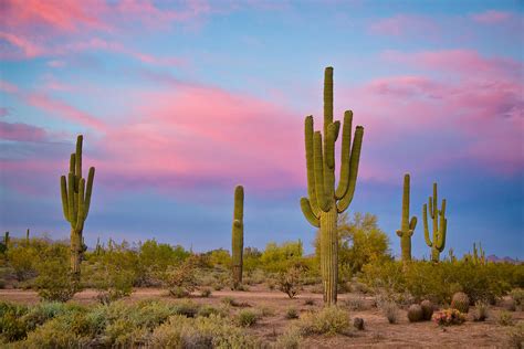 southwest desert spring photograph  james bo insogna fine art america