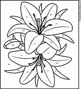 Acrylic Traceables Lily Traceable Coloritbynumbers Zapisano sketch template