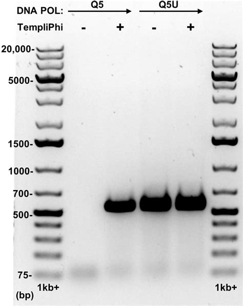 Gel Electrophoresis Of Pcr Amplified Lpjp1 Dna Flanking Lanes 1 And 6
