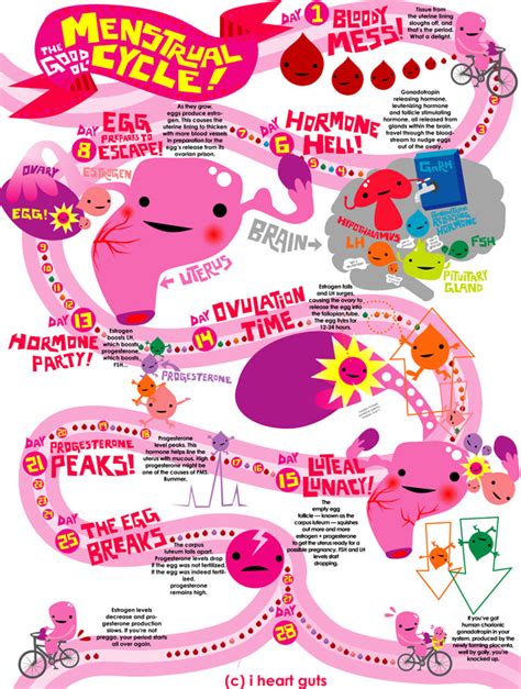 i heart guts tagged how menstrual cycle works