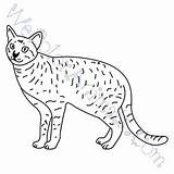 Serval Coloring Pages Click sketch template