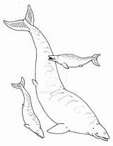 Basilosaurus Avancna sketch template
