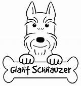 Schnauzer Miniature Coloring Pages Schnauzers Getdrawings Drawing sketch template