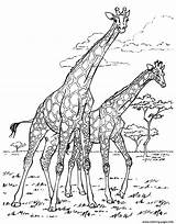 Coloring Africa Pages Adult Giraffes Printable Color sketch template