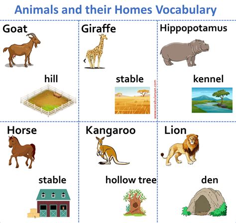 top  pictures  domestic animals   names