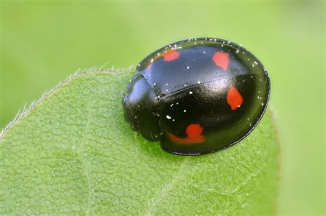 black with red spots what s my ladybird natural history society of