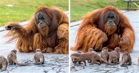 orangutans befriend otters   swim   enclosure   zoo forming