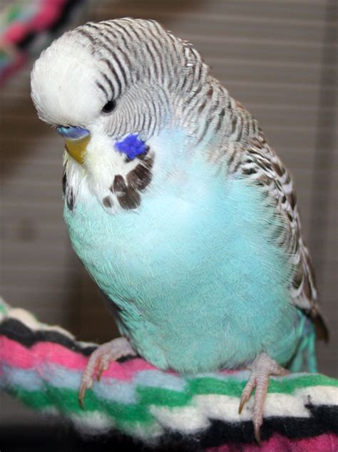 Our Flock Of Budgie Parakeets Puppies Are Prozac